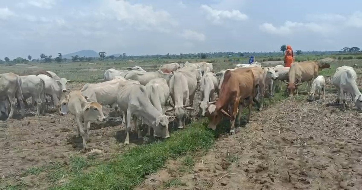 Bajrang Dal and Vishwa Hindu Parishad jointly prevent cow smuggling in Bhatnai Gahirimal: Four arrested, over 50 cows seized